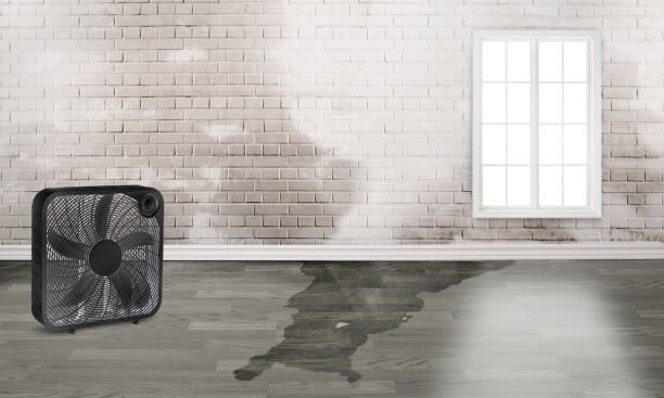 Best Mold removal after water damage  in Waikele, HI